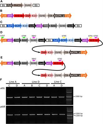 Optimizing CRE and PhiC31 mediated recombination in Aedes aegypti